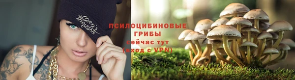 прущие грибы Армянск