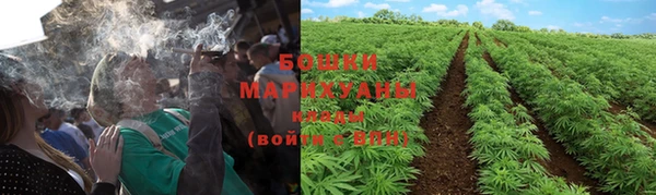 прущие грибы Армянск